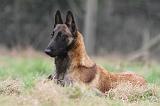 MALINOIS 866